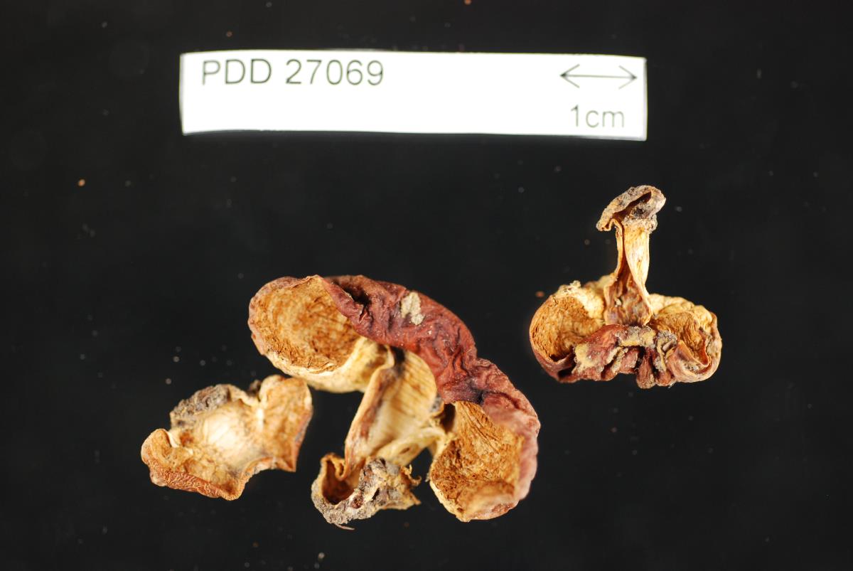 Cortinarius napivelatus image