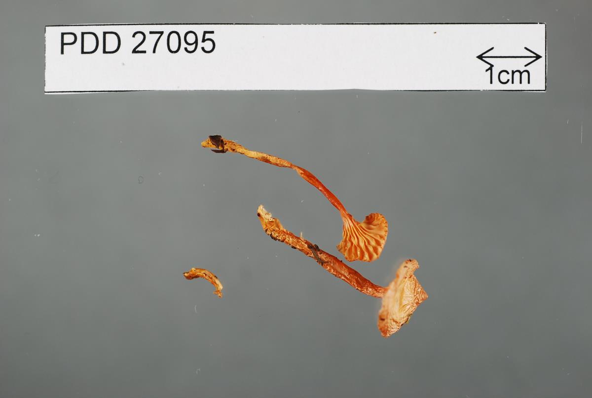 Gliophorus versicolor image