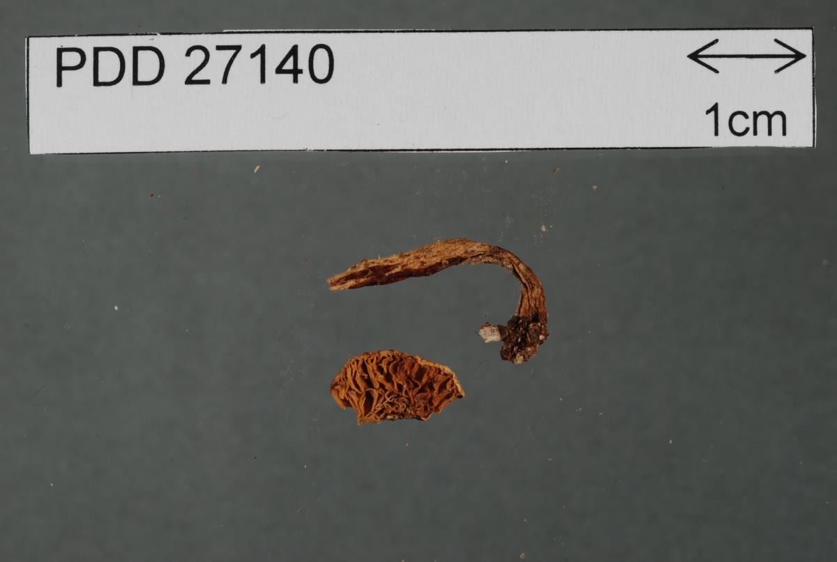 Lepiotula adusta image