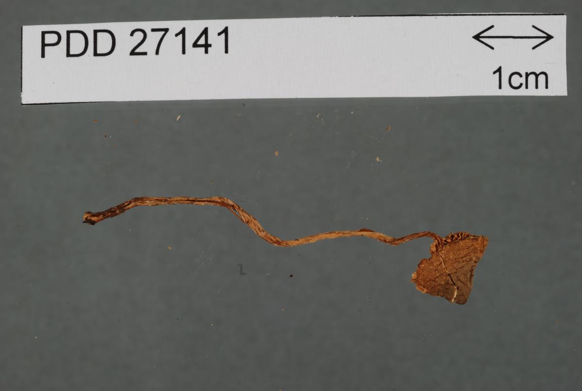 Lepiotula calcarata image