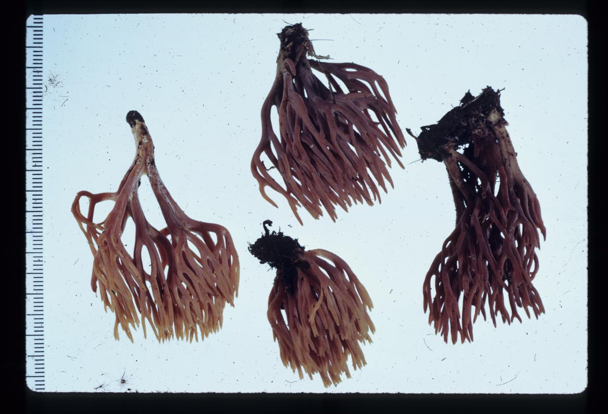 Ramaria zippelii var. gracilis image
