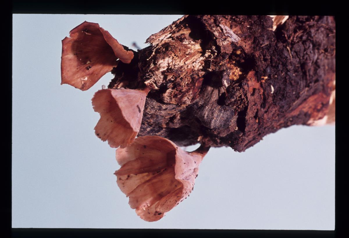 Podoscypha venustula image