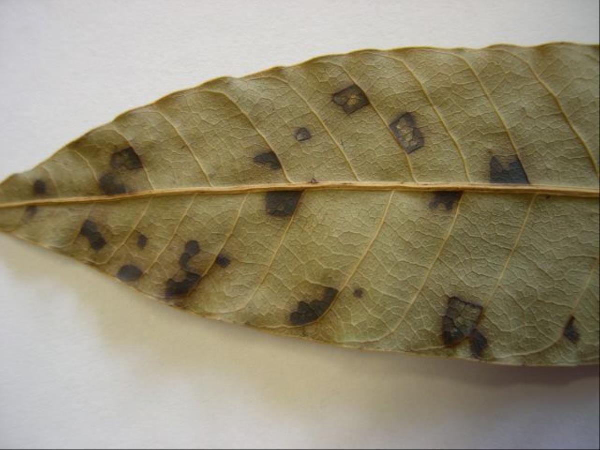 Pestalotiopsis mangiferae image