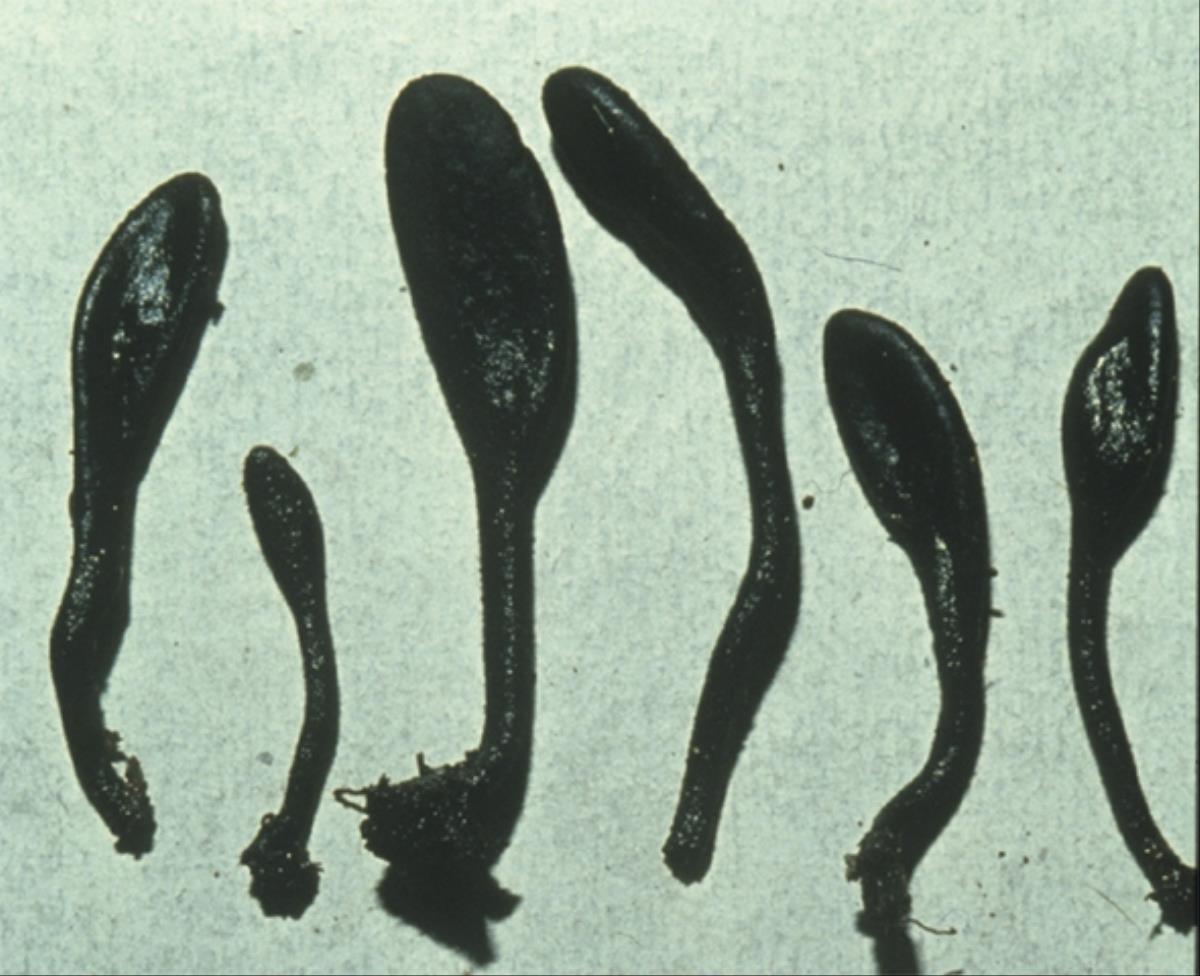 Trichoglossum kunmingense image