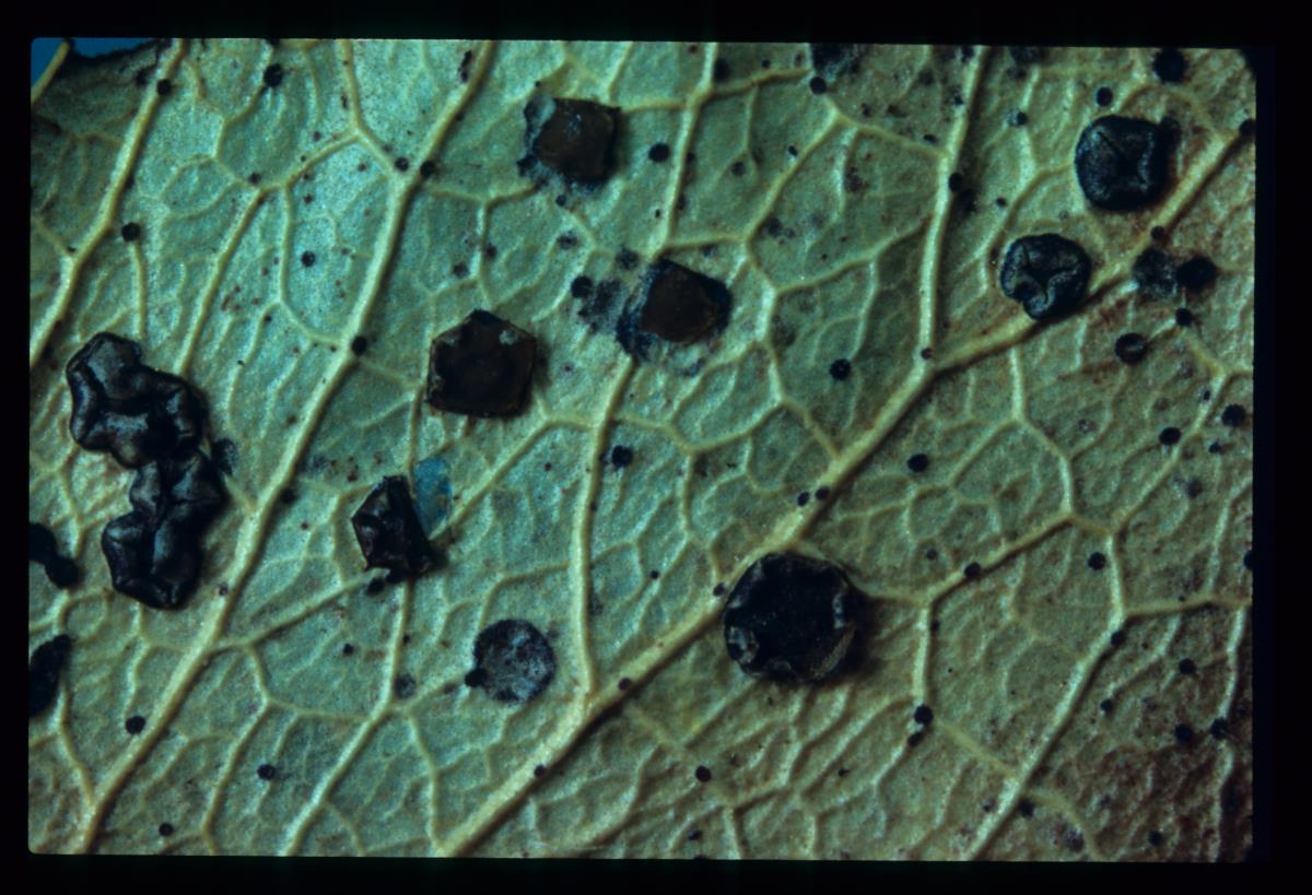 Coccomyces radiatus image
