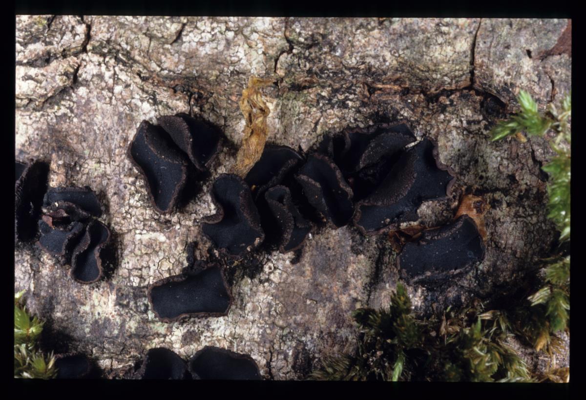 Colensoniella torulispora image