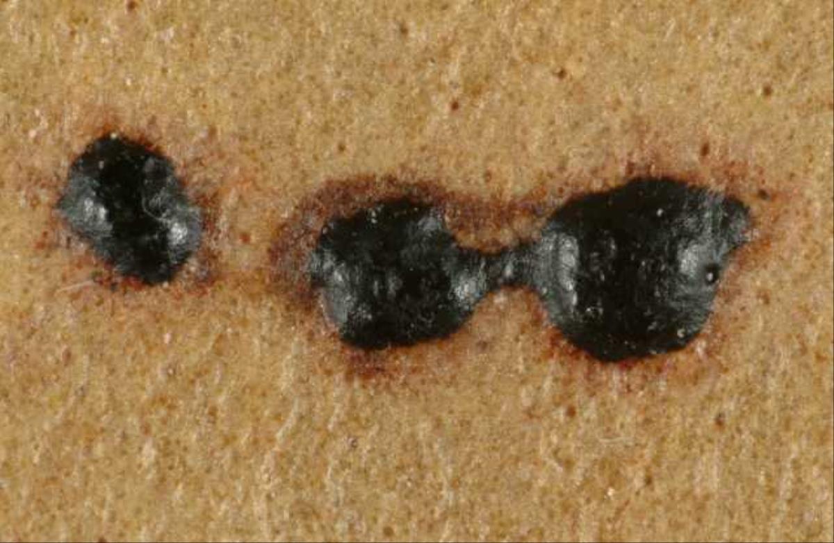 Phyllachora hauturu subsp. rekohu image