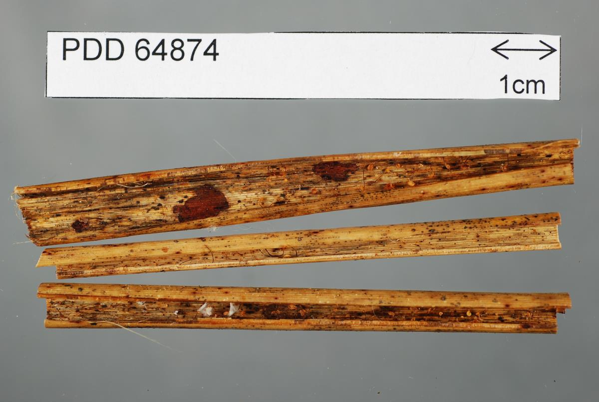 Gloiocephala tibiicystis image