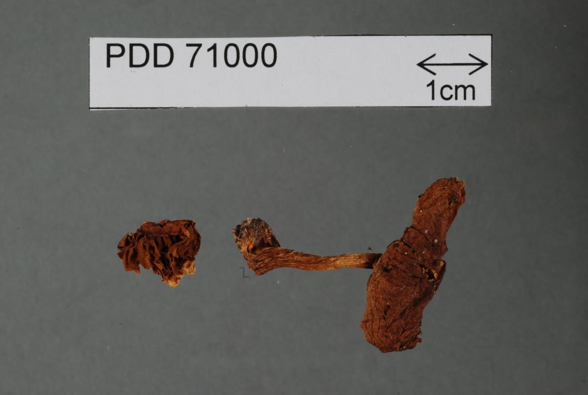 Pholiota multicingulata var. hanmerensis image