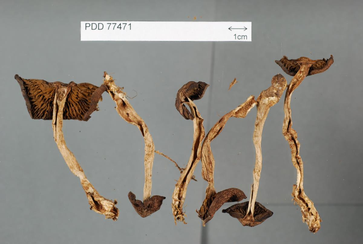 Cortinarius paraonui image
