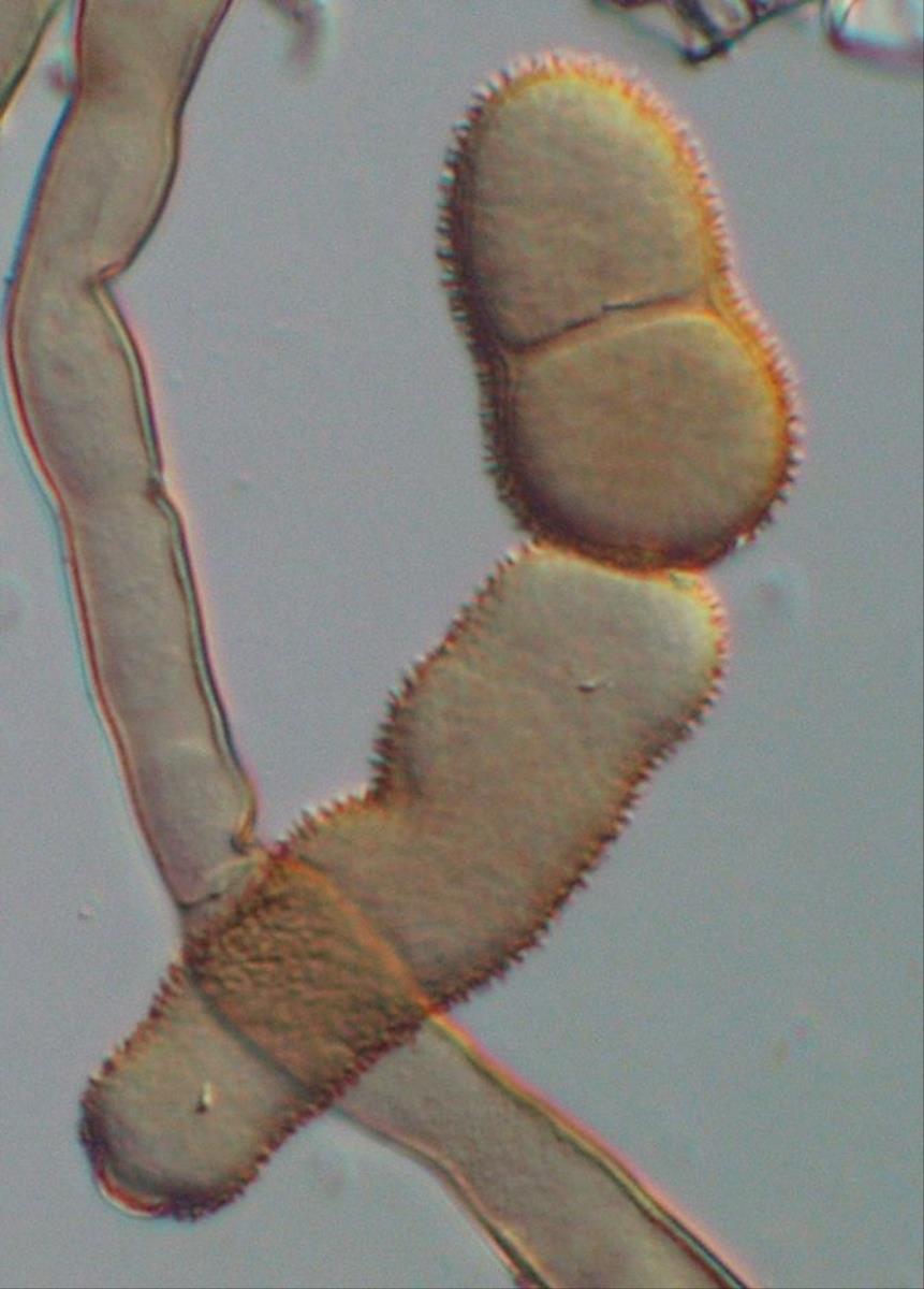 Cladosporium pseudiridis image