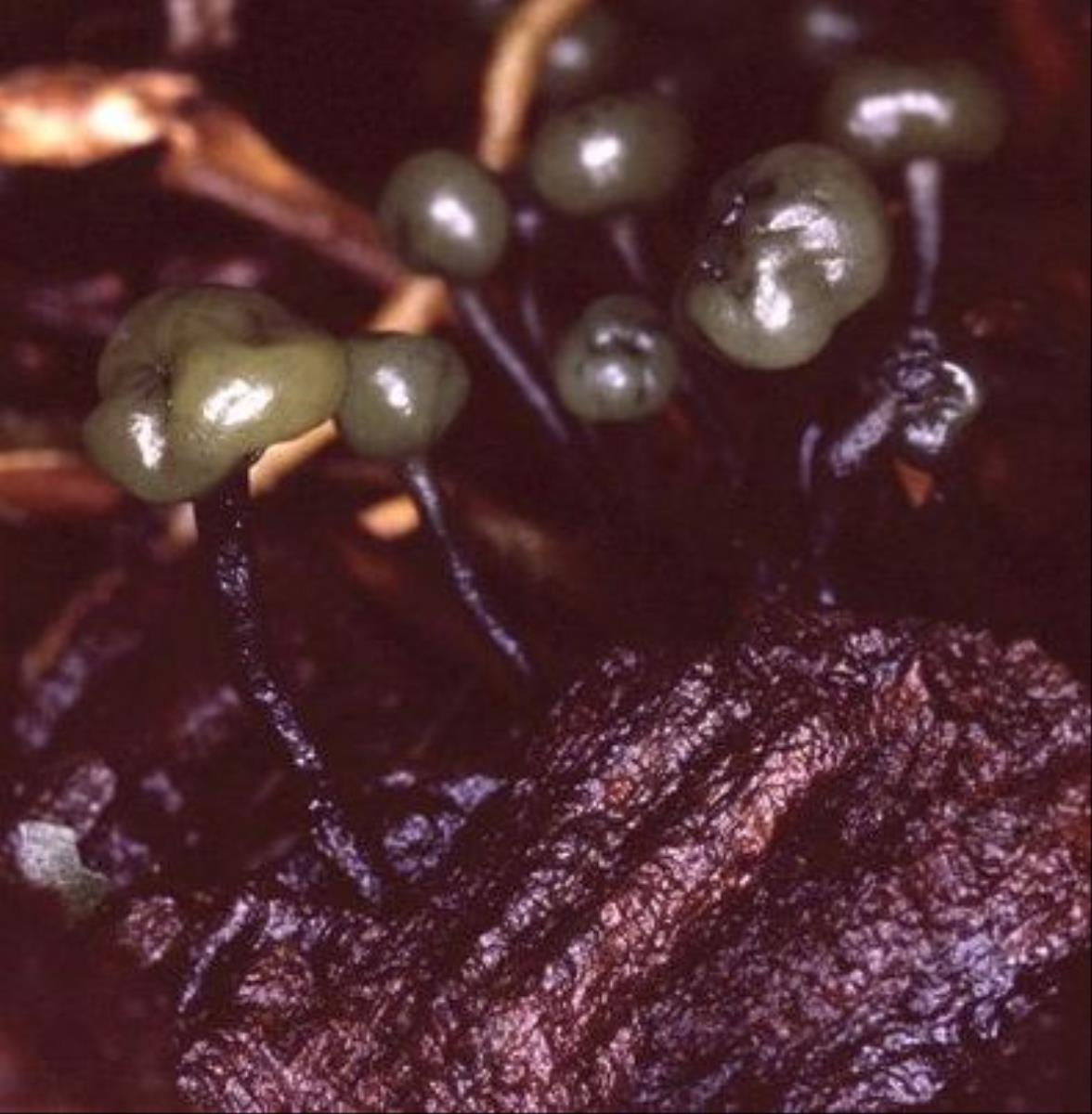 Chlorovibrissea phialophora image