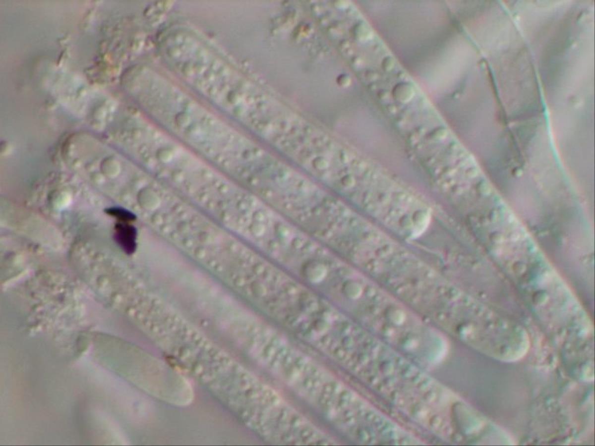 Calonectria pseudonaviculata image