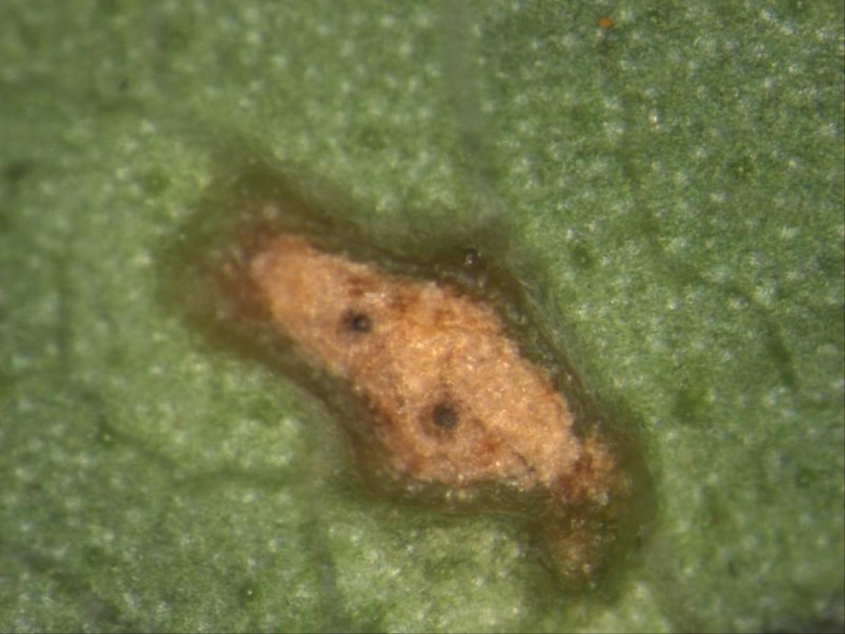 Stagonospora calystegiae image