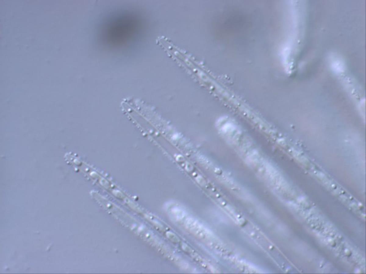 Micropodia filicea image