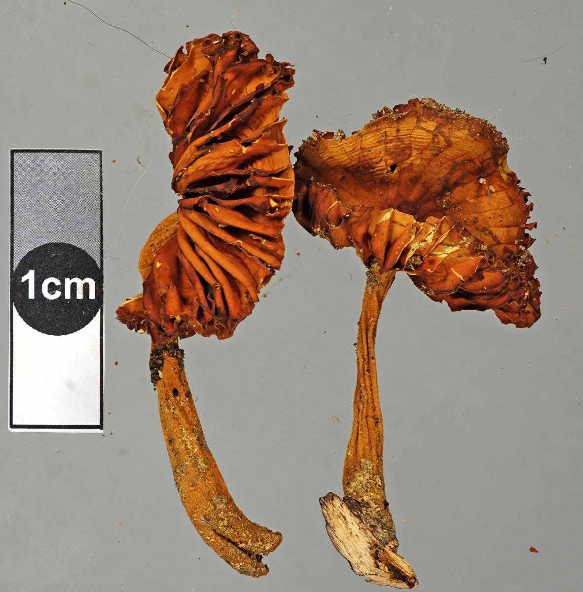 Heimiomyces neovelutipes image