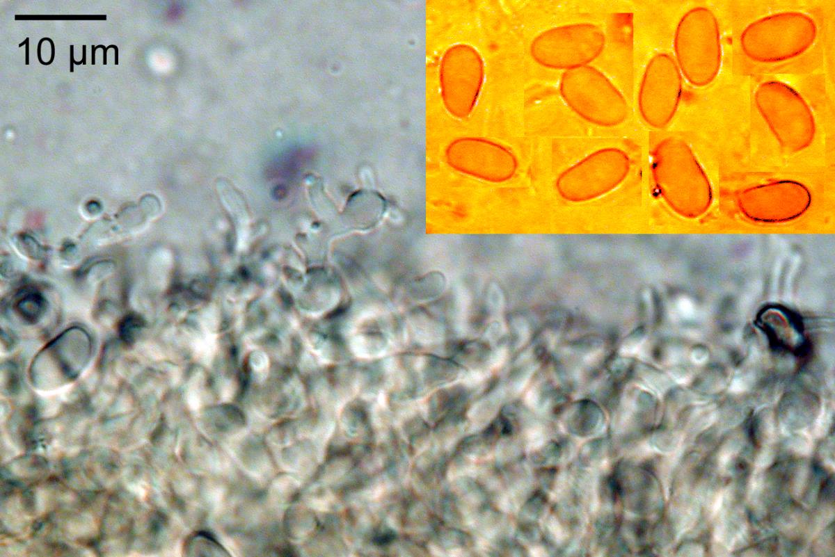 Heimiomyces neovelutipes image