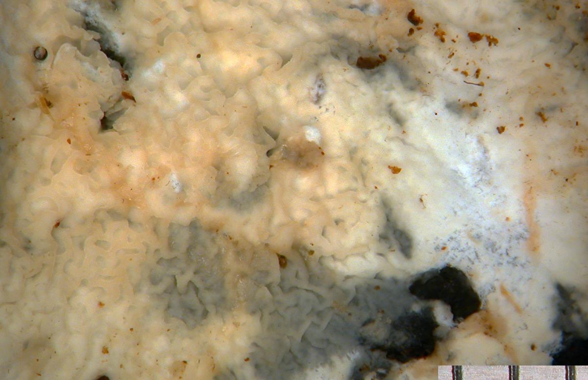 Ceraceomyces corymbatus image