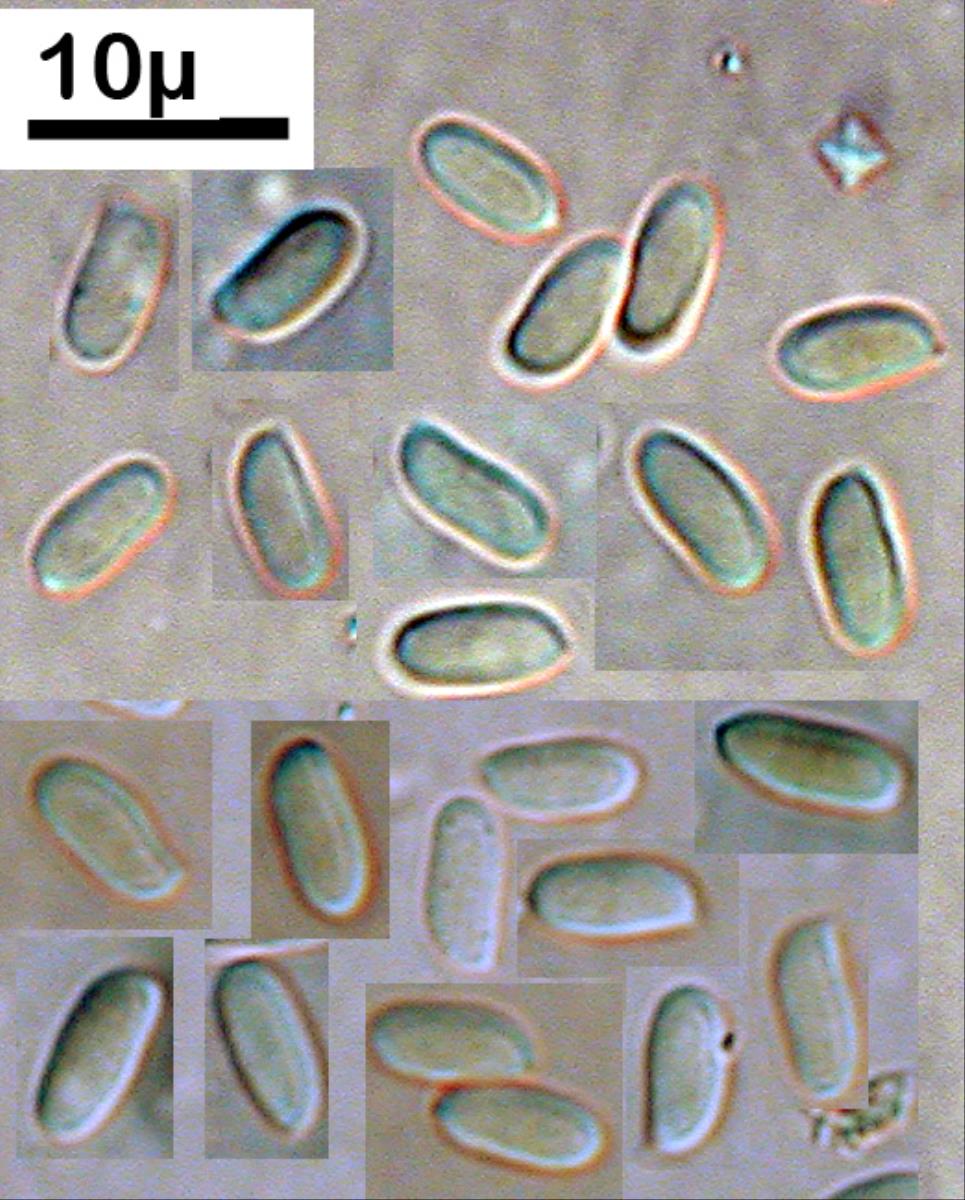 Ceraceomyces corymbatus image