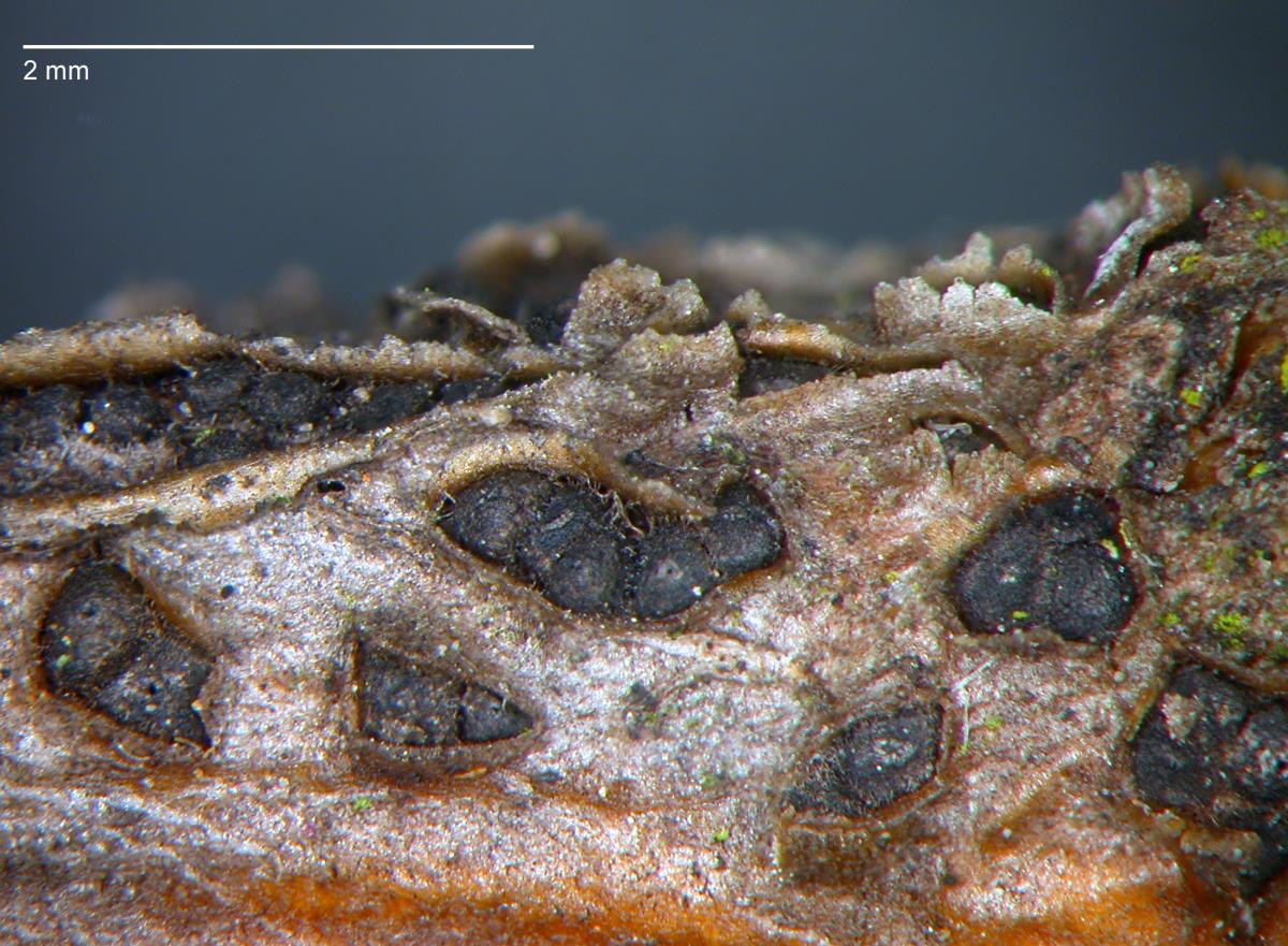 Camarosporium sophorae image