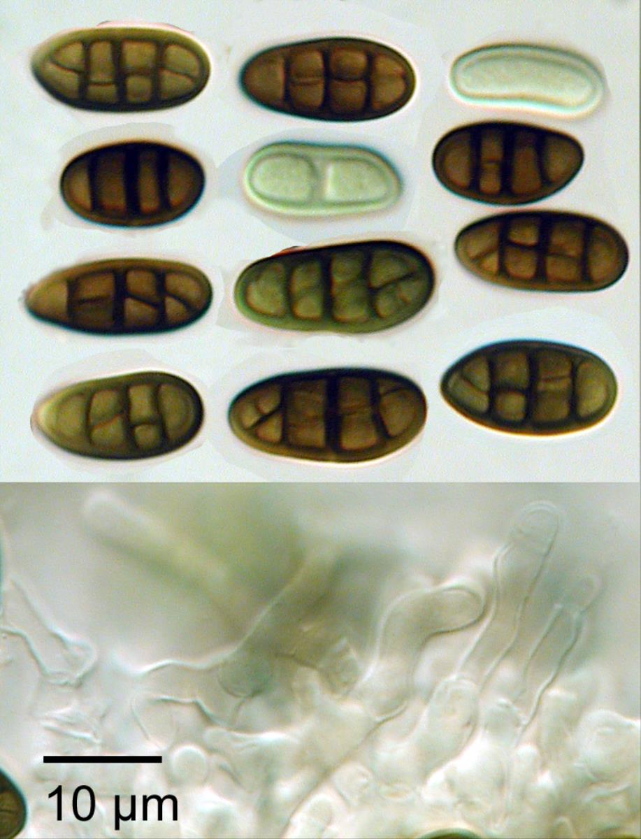 Camarosporium sophorae image