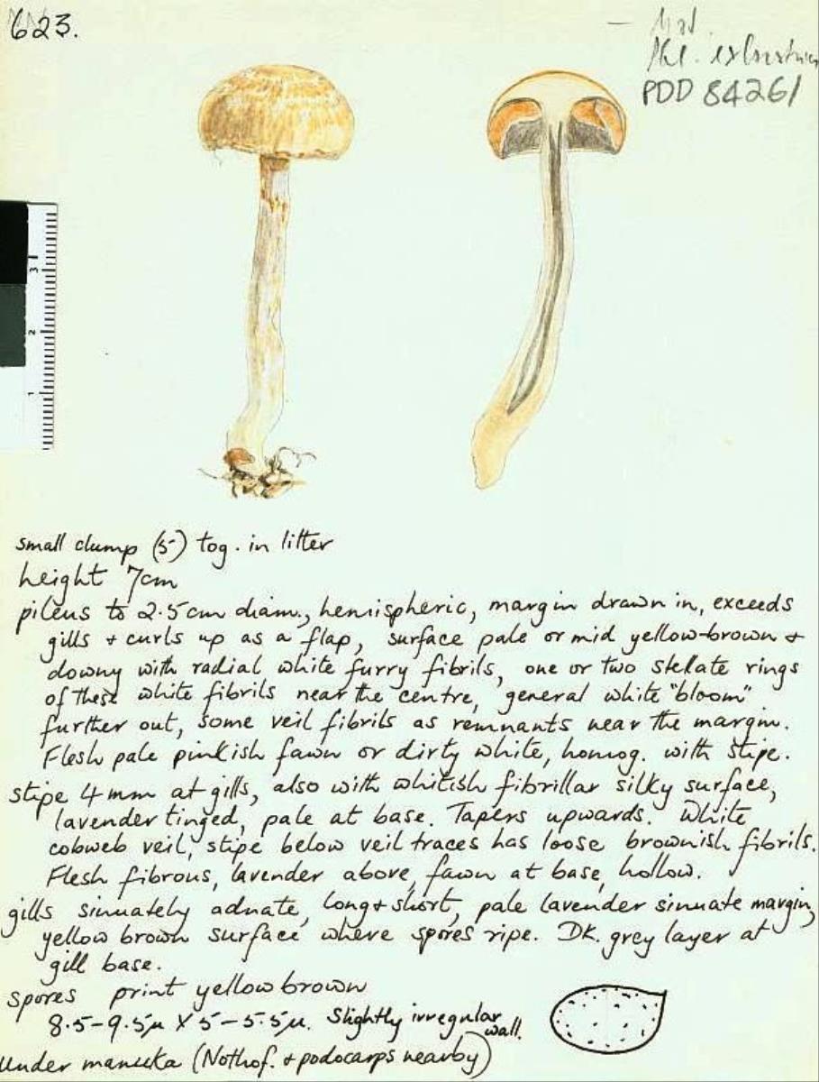 Cortinarius fallax image