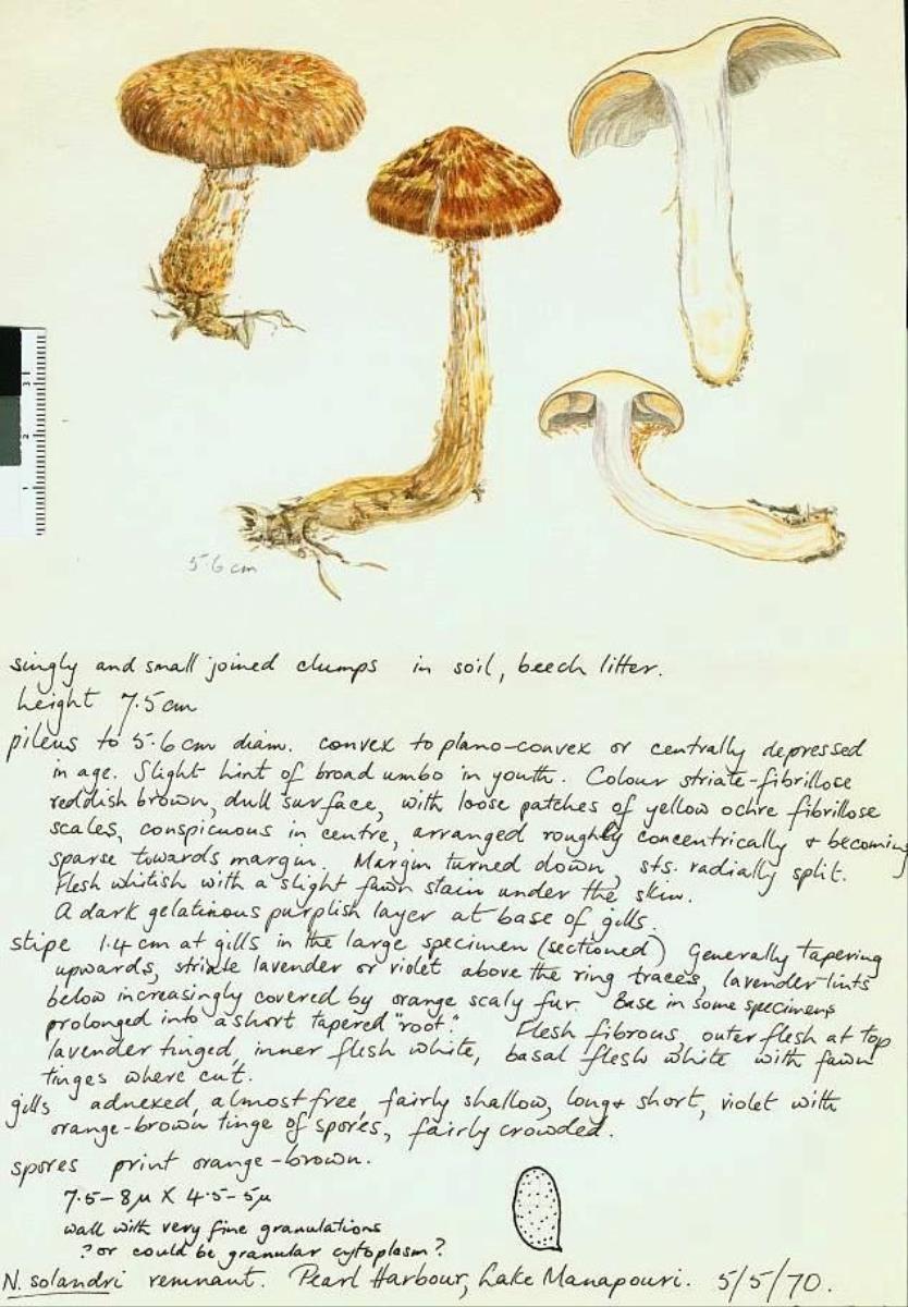 Cortinarius cupreonatus image