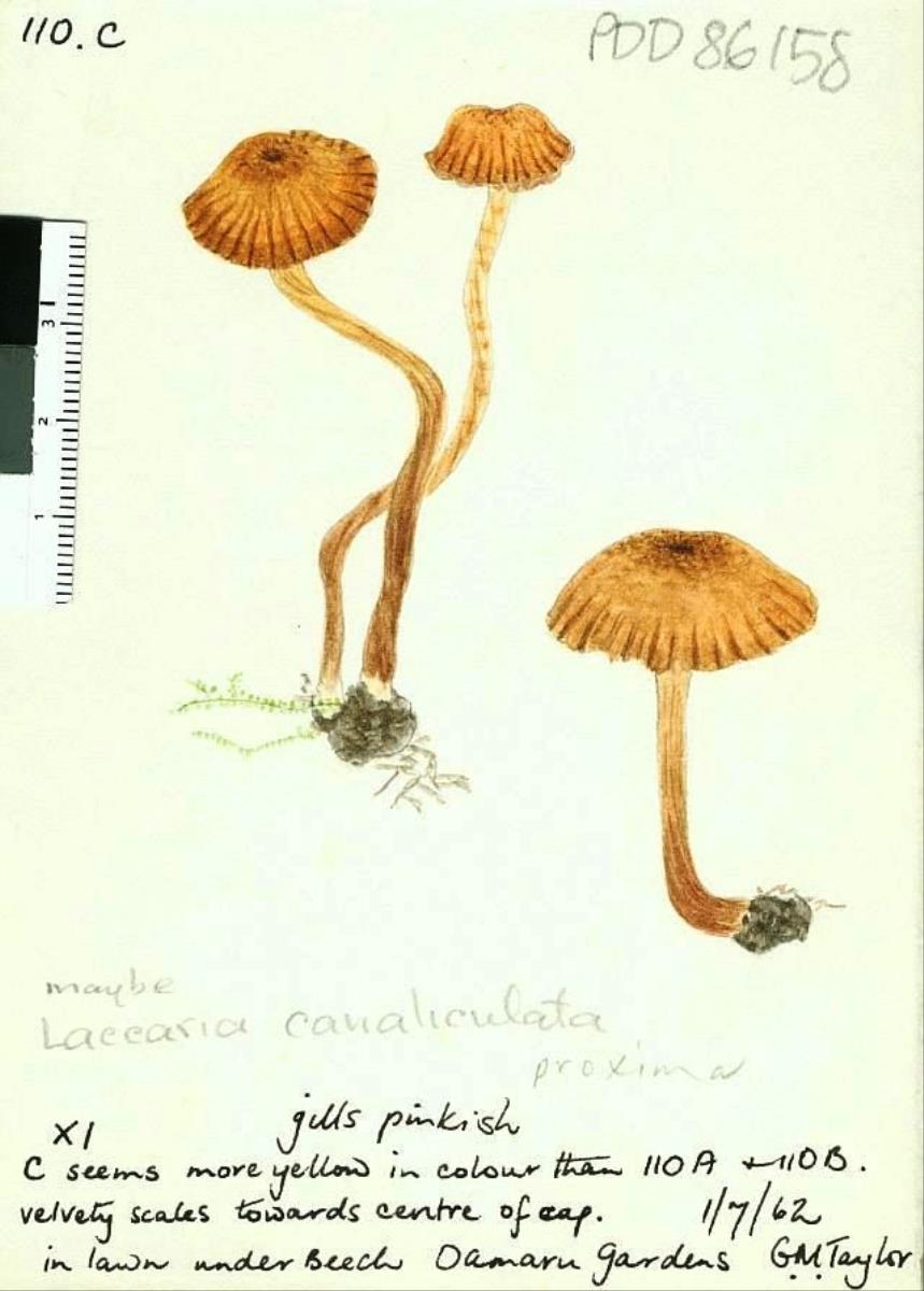 Laccaria canaliculata image