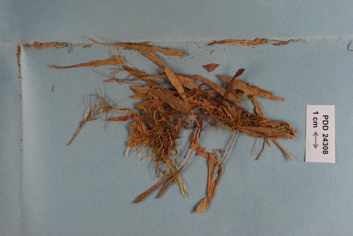 Synchytrium leontodontis image