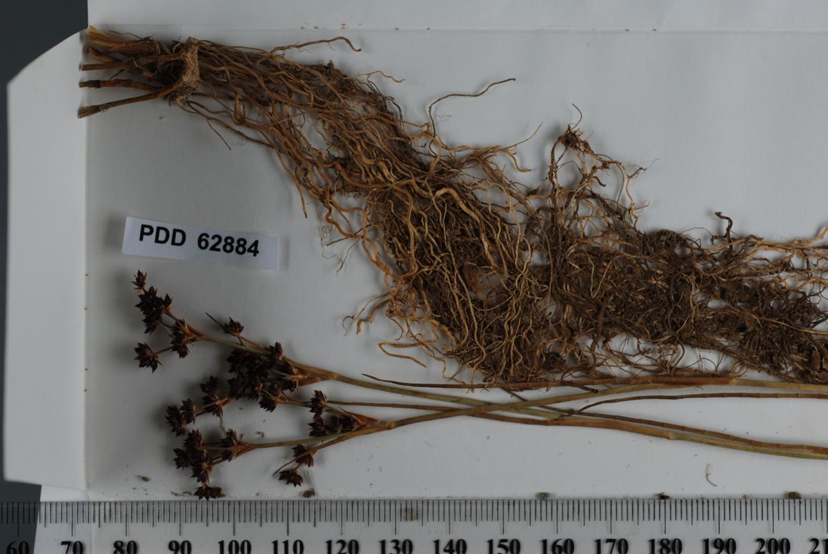 Entorrhiza casparyana image