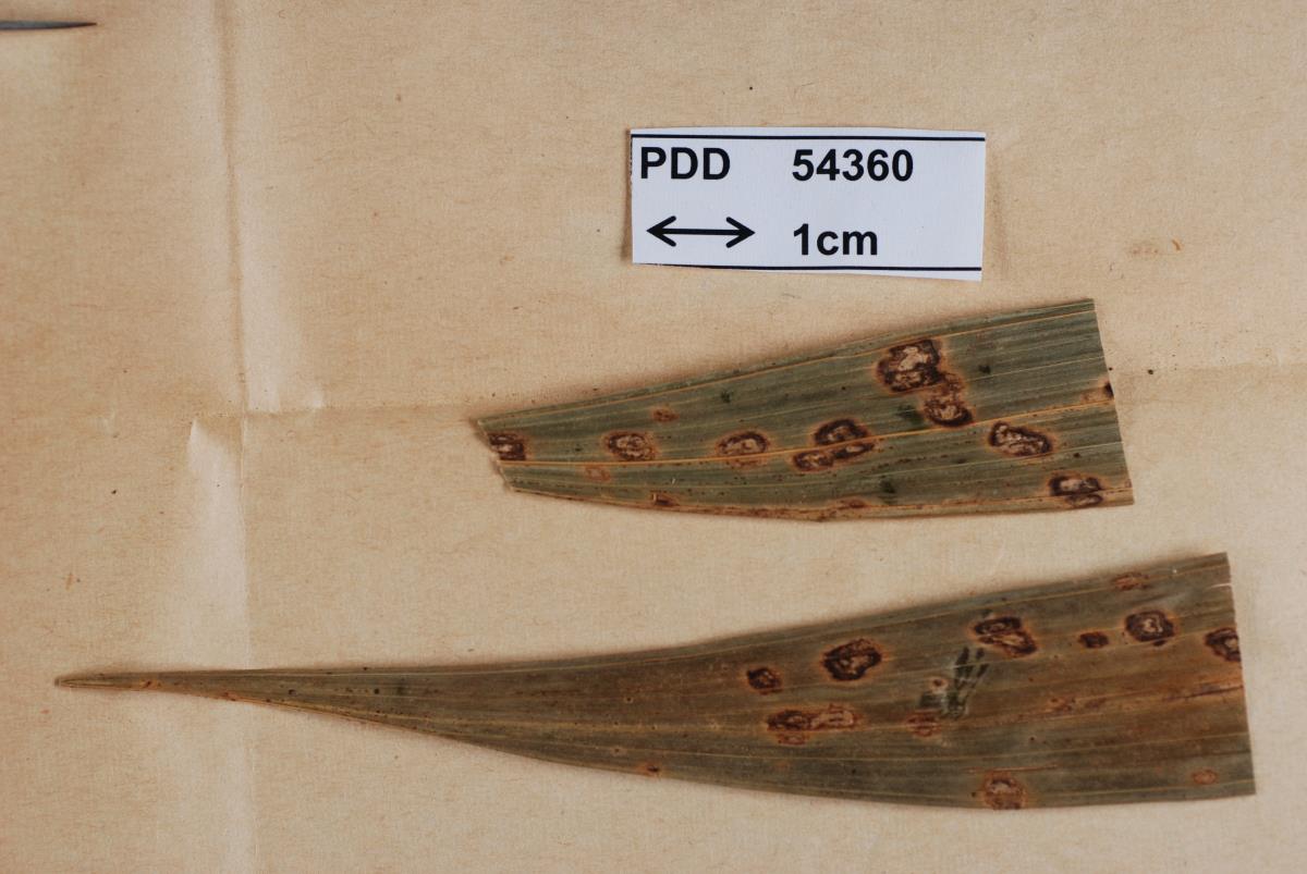 Lembosia poasensis image