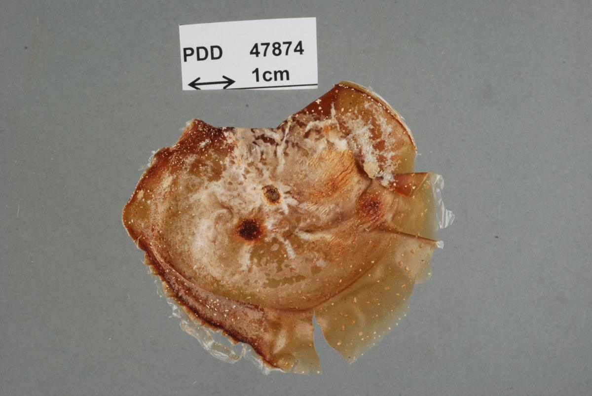 Monographella passiflorae image
