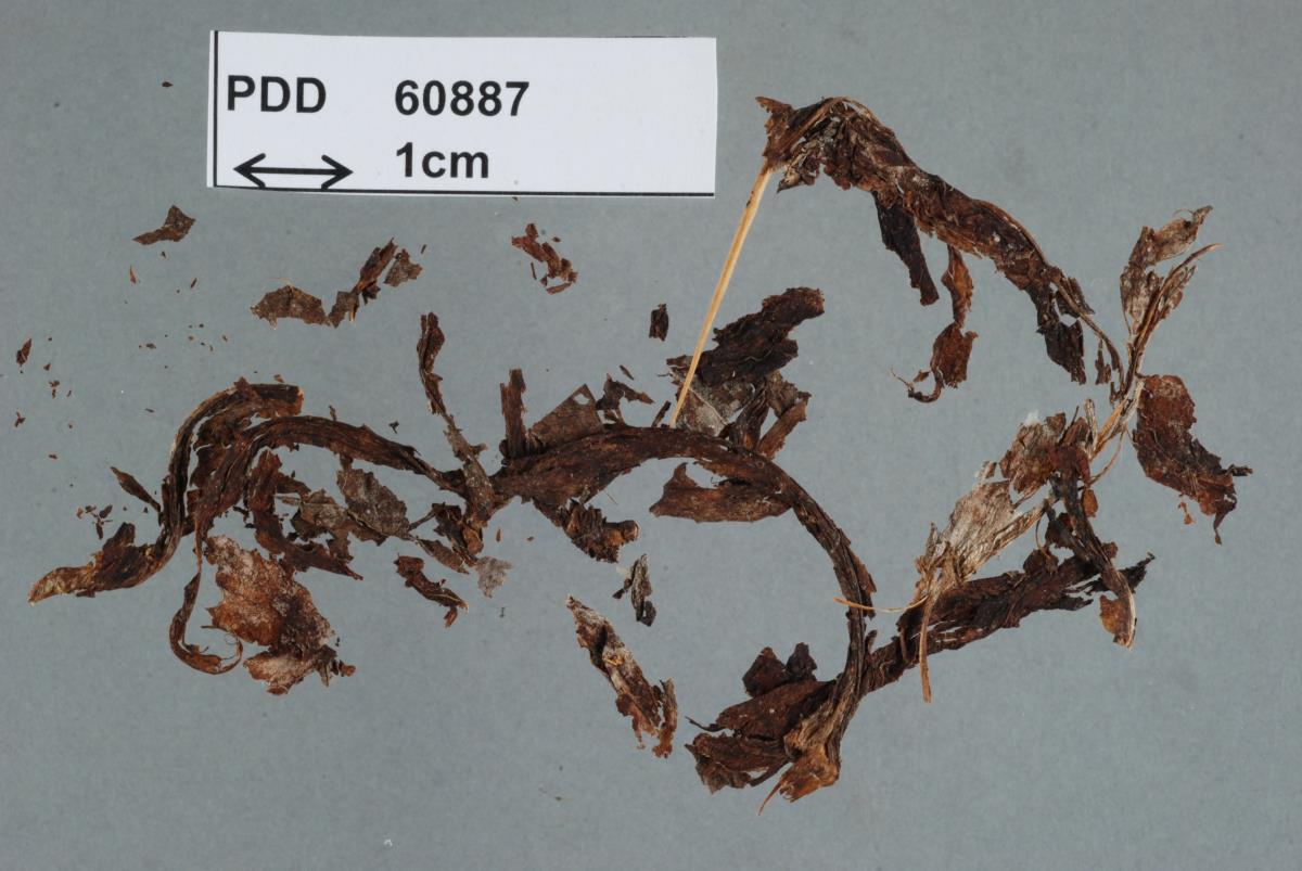 Mycosphaerella digitalis-ambiguae image