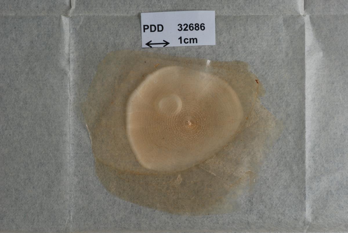 Nectria phormiicola image