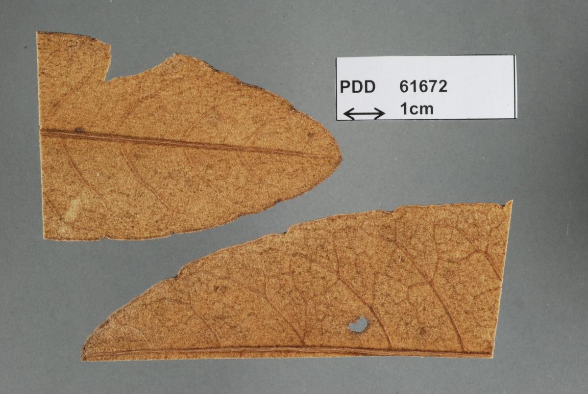 Phialea tomentophila image