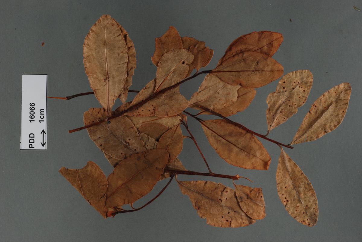 Phyllachora hauturu subsp. hauturu image