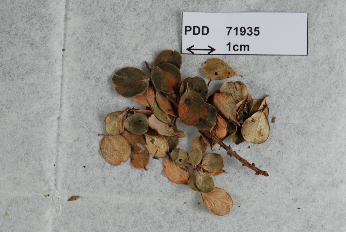Phyllachora hauturu subsp. lanceshawii image