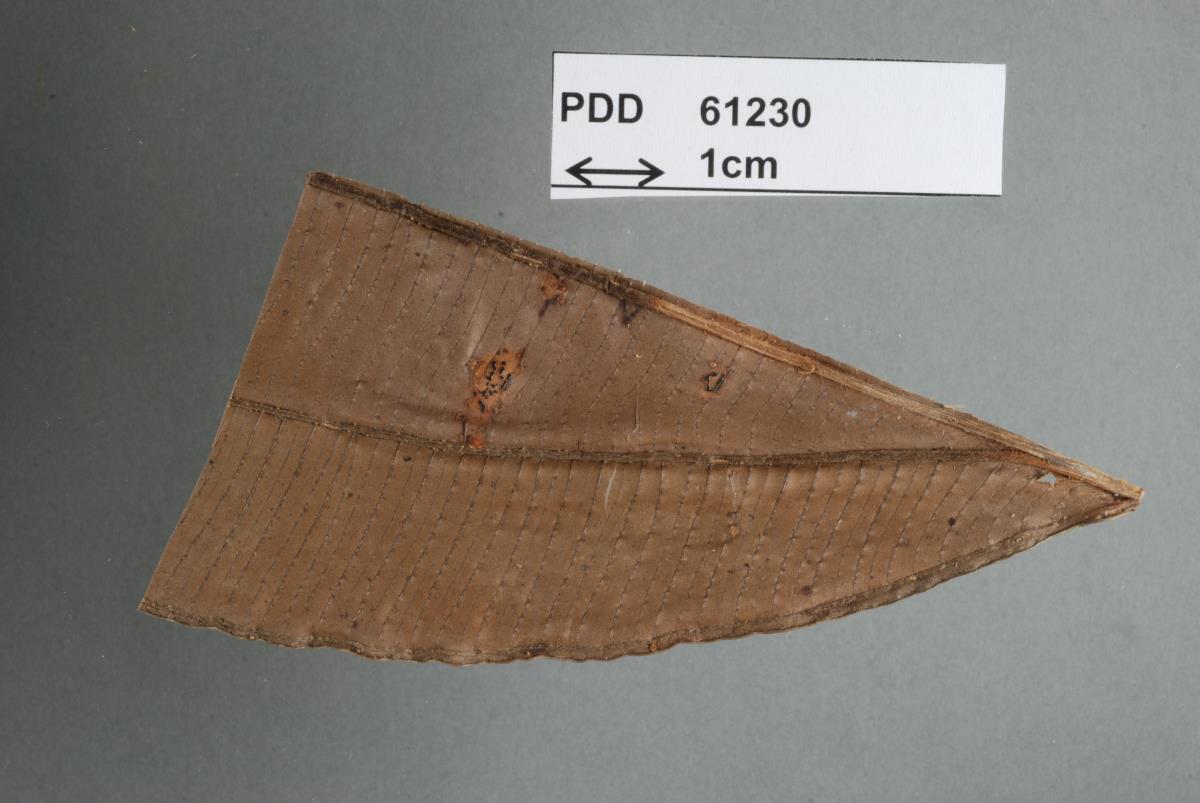 Phyllachora stenocarpa image