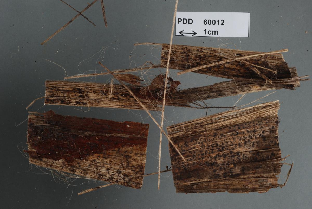 Pirottaea palmicola image