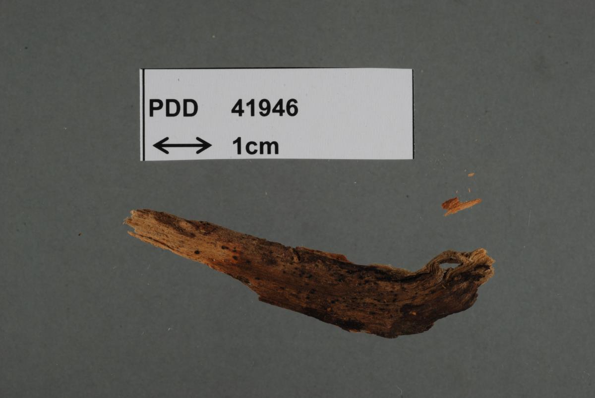 Trichosphaerella tuberculata image