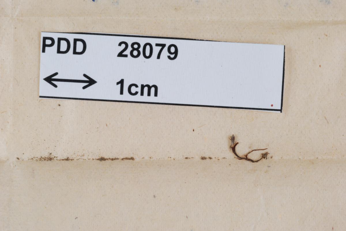 Tremellodendropsis pusio image