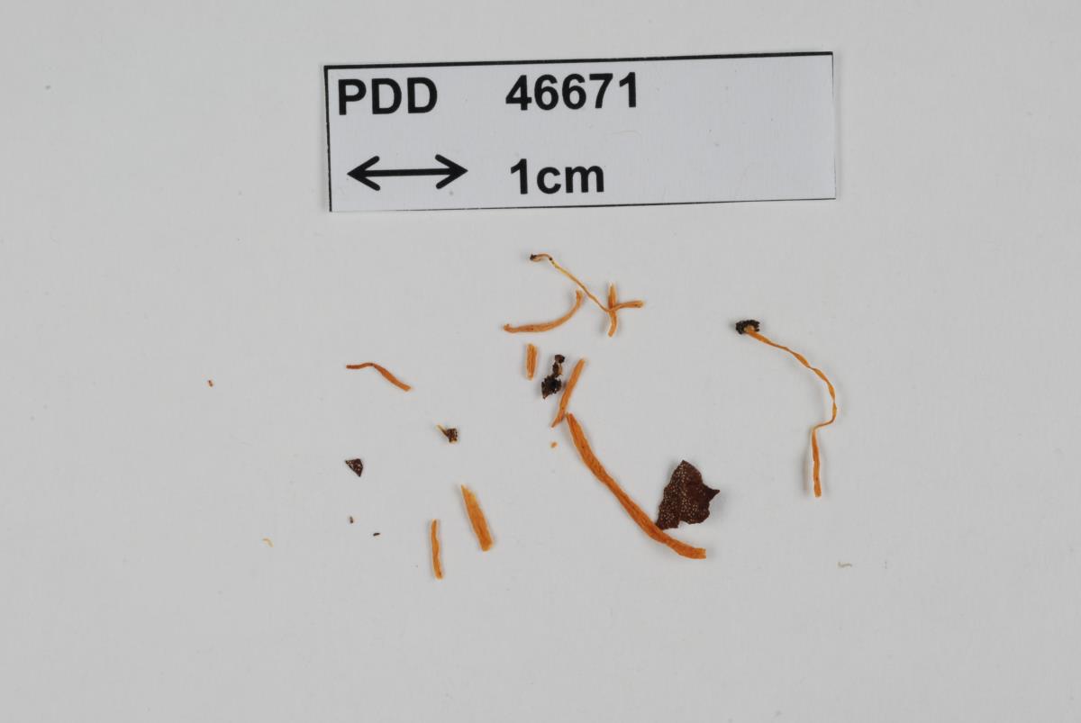 Clavaria echinonivosa image