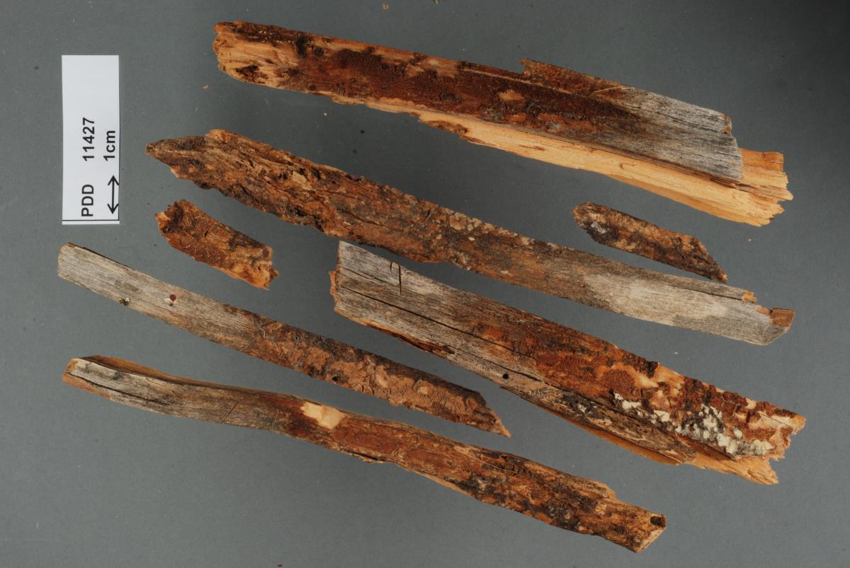 Phlebia leptospermi image
