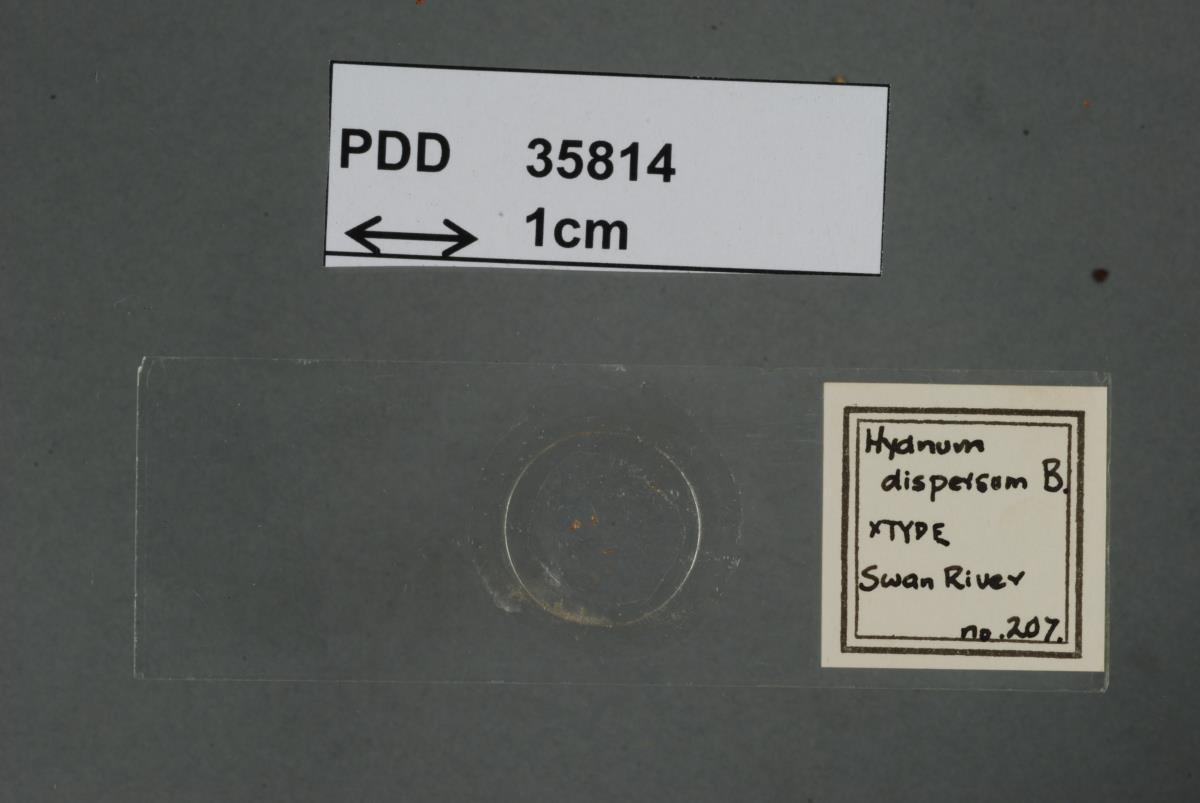 Hydnum dispersum image