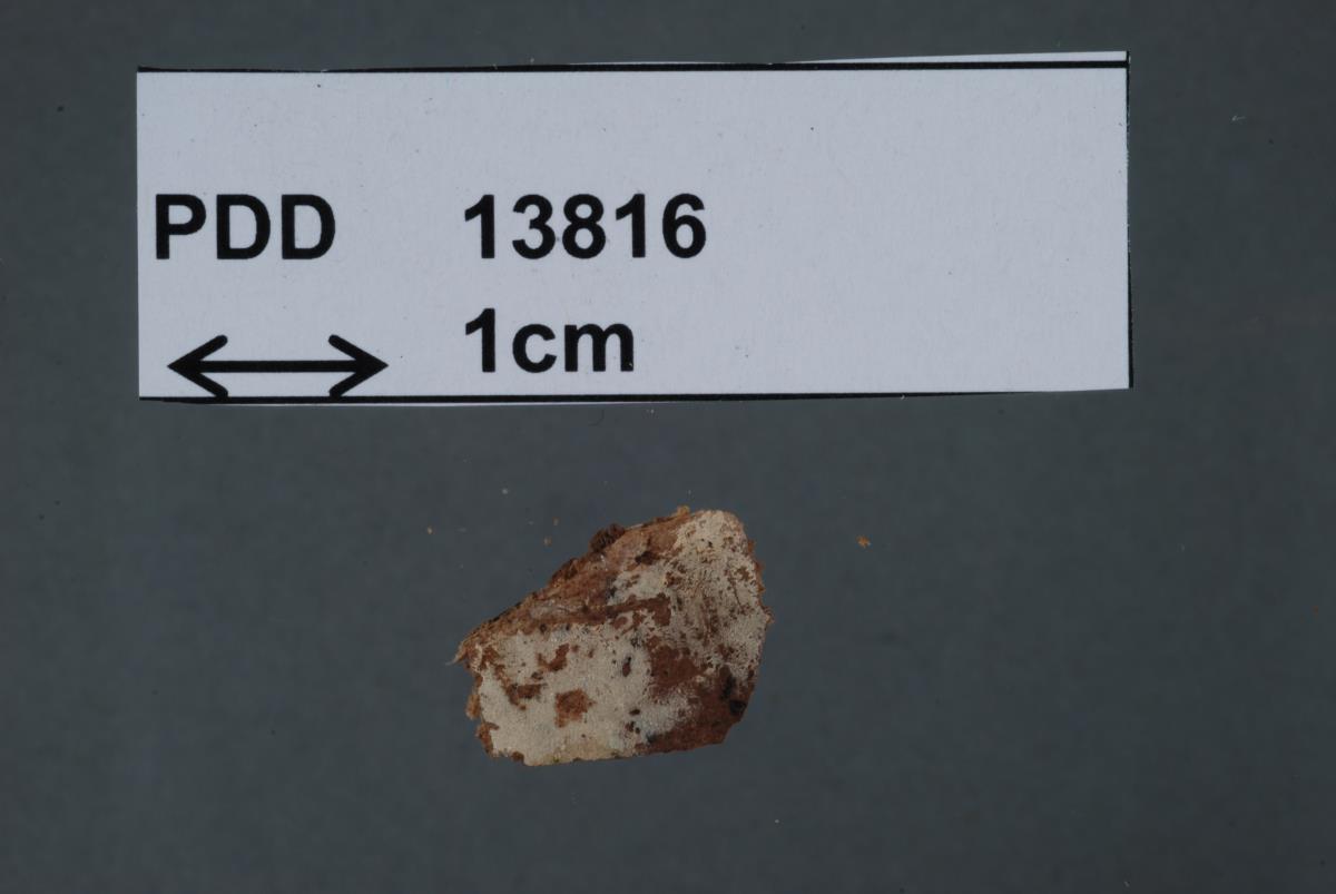 Peniophora nikau image