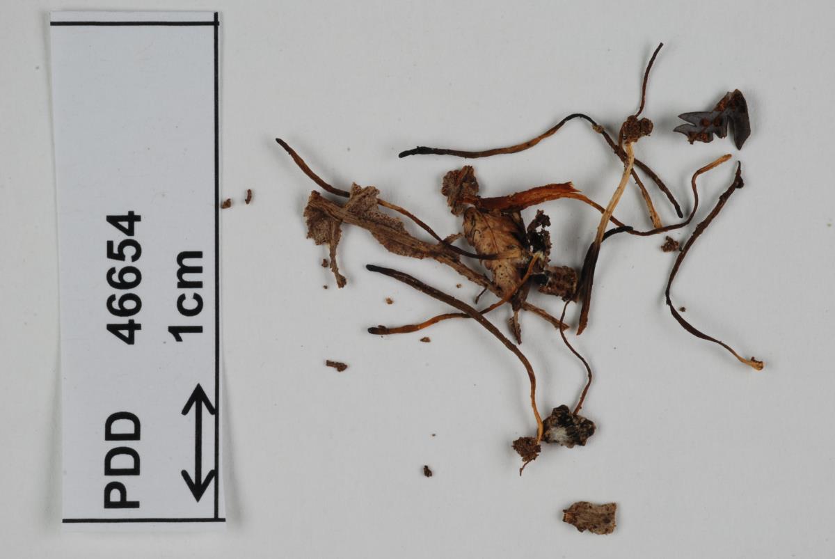Ramariopsis aurantioolivacea image