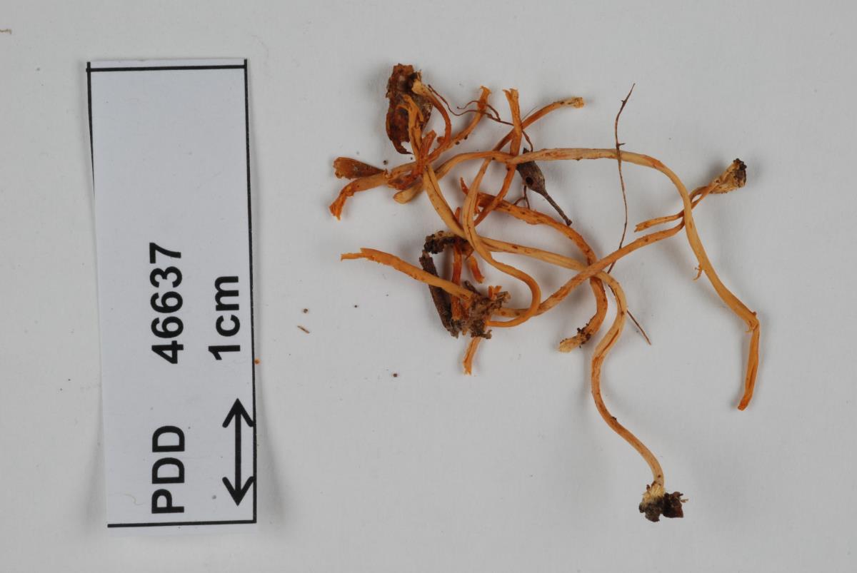 Ramariopsis depokensis f. persicina image