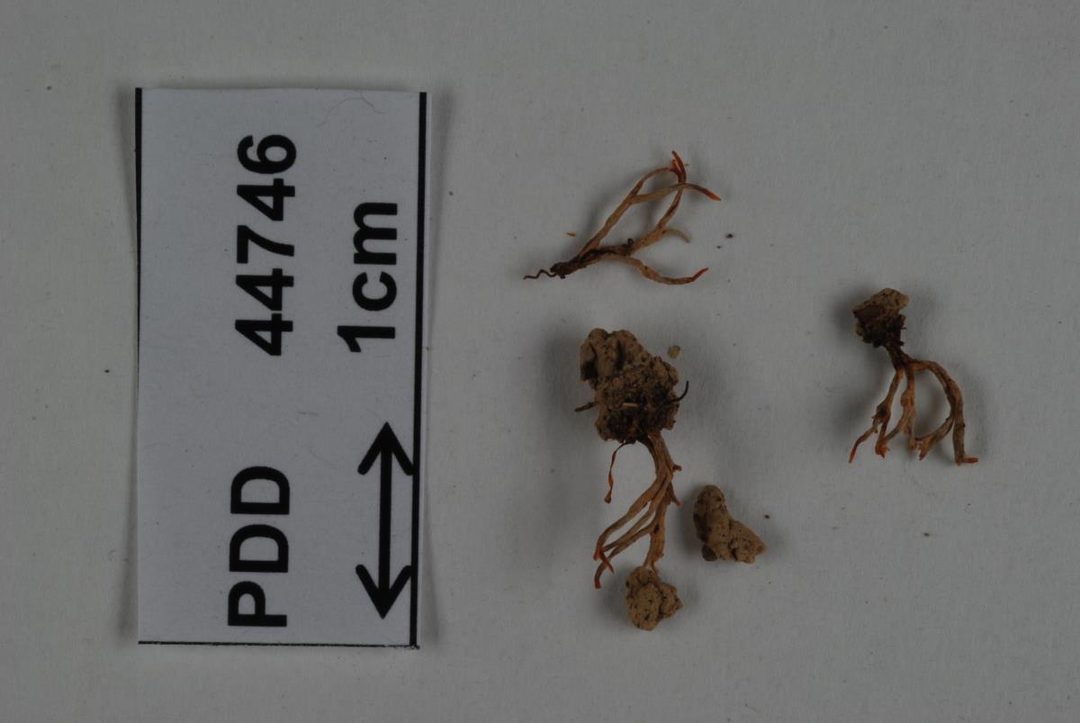 Tremellodendropsis transpusio var. inflata image