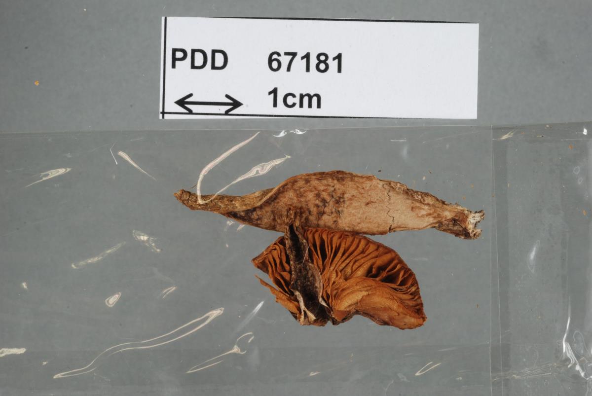 Cortinarius exlugubris image