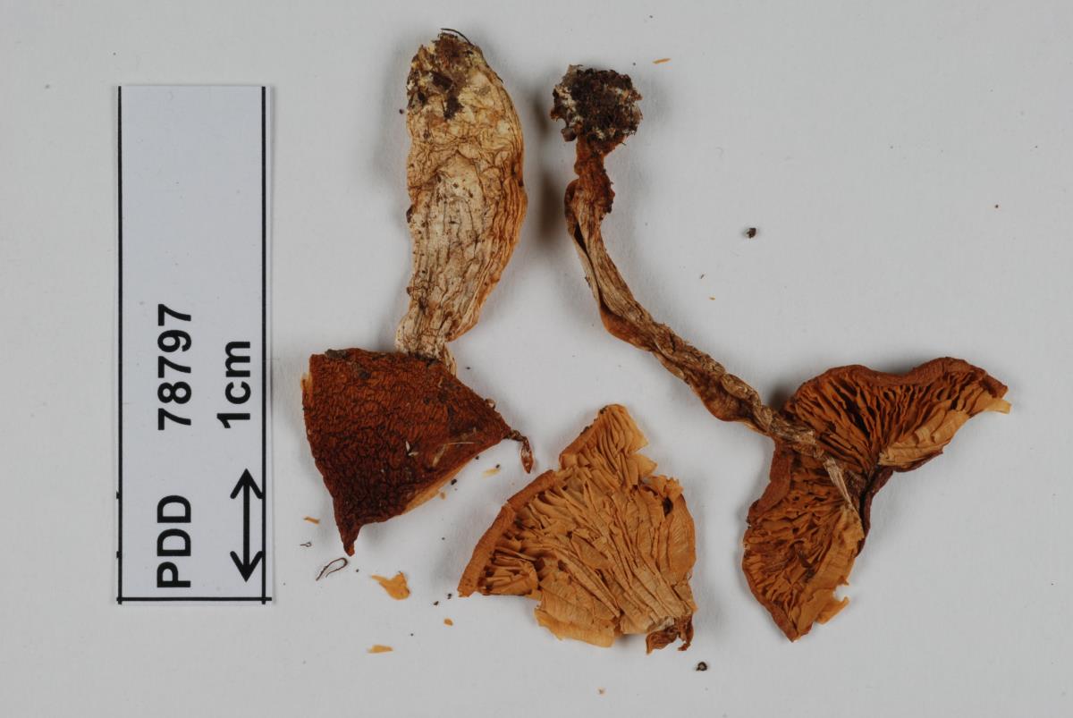 Cortinarius dulciorum image